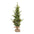 Pine Tree with Burlap Base 3'H