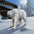 The Polar Bear on the Prowl Statue