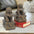 Chinese Guardian Lion Foo Dog Statues Set of Two